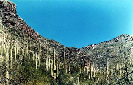 Sabino Canyon photo