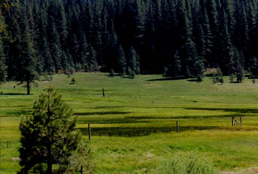 Brown's Meadow