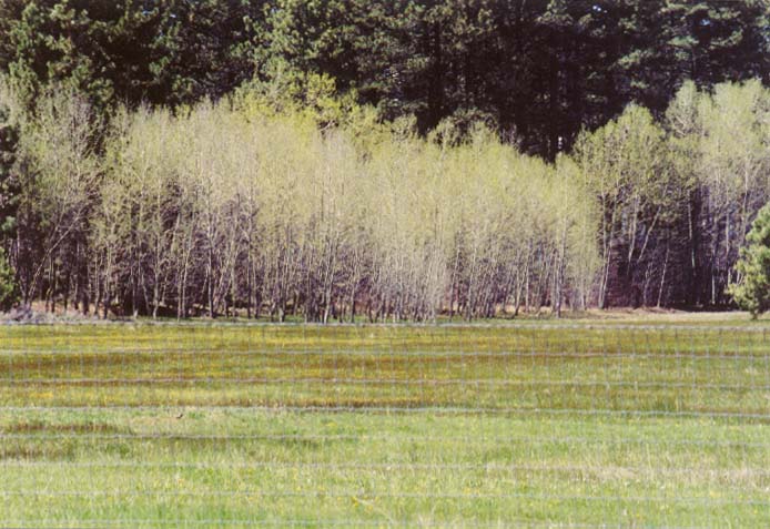 Bourne's Meadow Photo - 27
