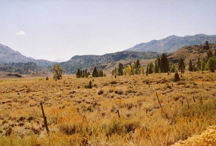 Pickel Meadows Photo