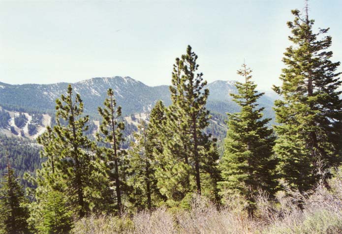 Mount Rose: West Summit Photo 11