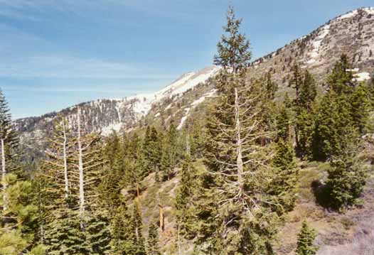 Rose Knob Peak Photo 1