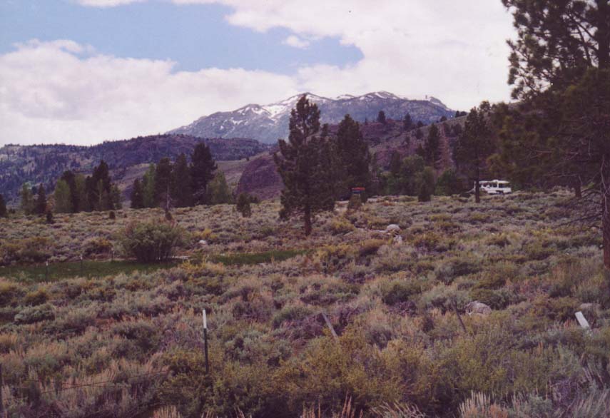 Pickel Meadows Photo