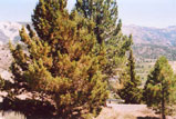 Sonora Pass Photo