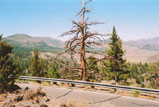 Sonora Pass Photo