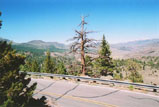 Sonora Pass Photo