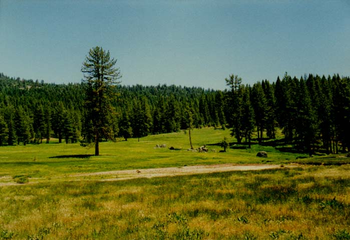 Brown's Meadow