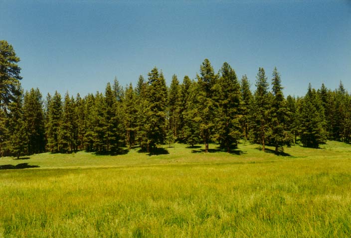 Brown's Meadow